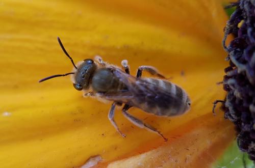 Seladonia sp.